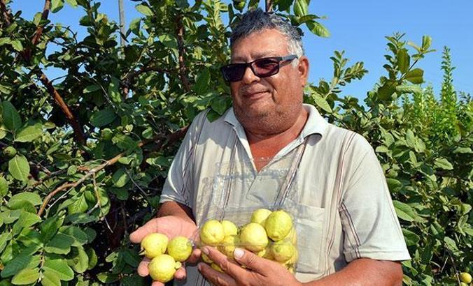 Silifke'de 'guava' hasadı başladı - Son Dakika Ekonomi Haberleri