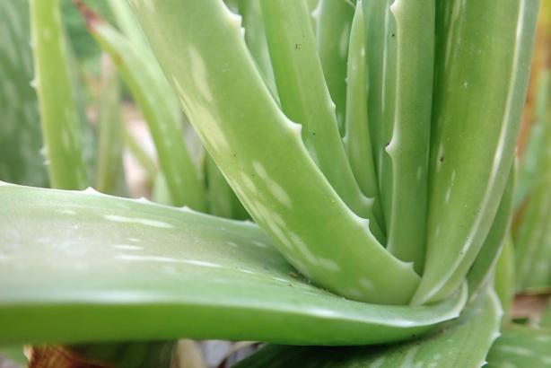 bio aloe vera gel testsieger Bio Aloe Vera Gel main image 1