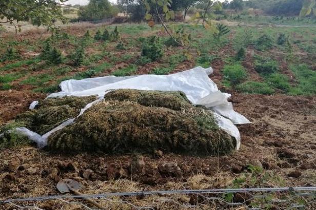 Lice'de narko-terör operasyonu; 4,5 ton esrar ve 185 bin kök Hint keneviri ele geçirildi