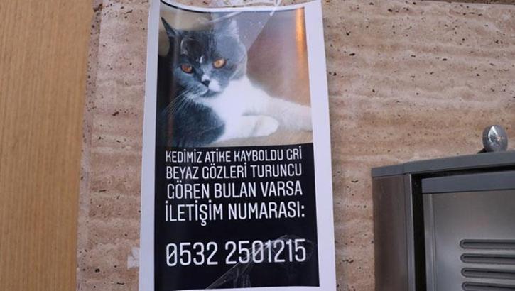 Kayıp kediyi bulana 2 bin lira ödül