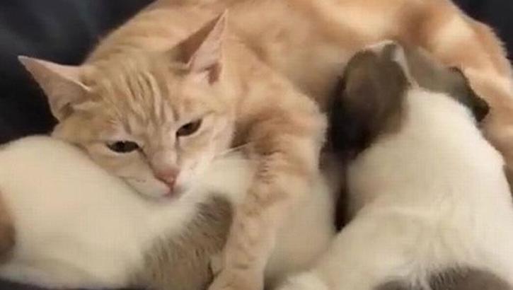 Barınağa giden kedi yavru köpekleri evlat edindi