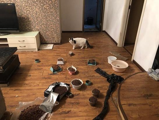 Koronavirüs nedeniyle terk edilen hayvanları tek tek kurtarıyorlar