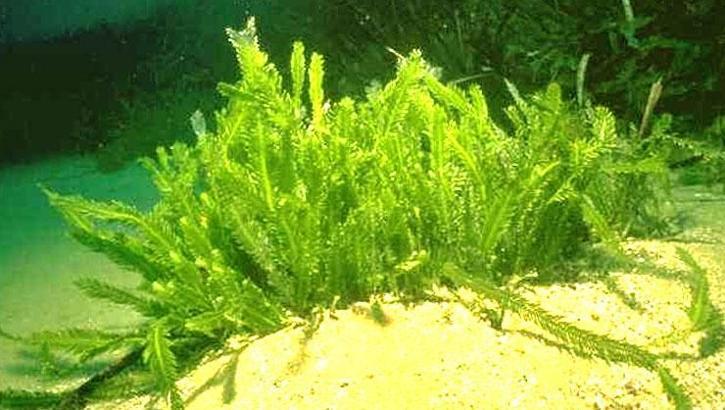 Corona virüs tedavisinde 'denizel algler' umut ışığı oldu