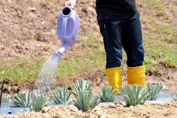 Ananas nasıl yetiştirilir? Evde ananas köklendirmenin püf noktaları nelerdir?