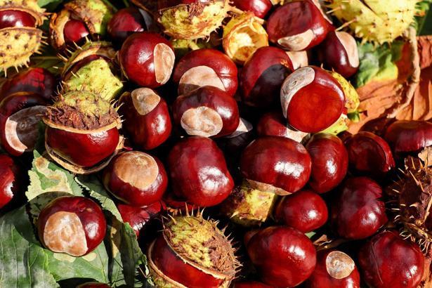 Kestane faydaları ve zararları nelerdir? Ne işe yarar? Kestane nasıl tüketilmeli?