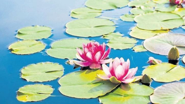 Kirli suların temiz çiçeği: Lotus