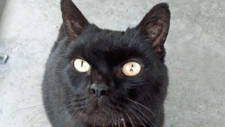 Kaybolan kedi 14 yıl sonra mikroçip sayesinde bulundu