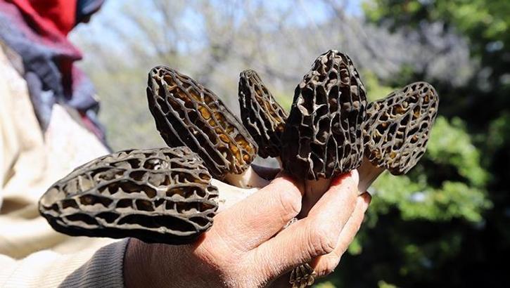 Bölgenin geçim kaynağı oldu, kuzugöbeği mantarının kilosu bin lirayı buluyor