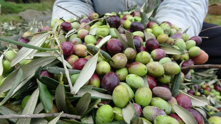 Türk hekimler araştırdı: Koronavirüste yeni umut zeytin yaprağı çayı