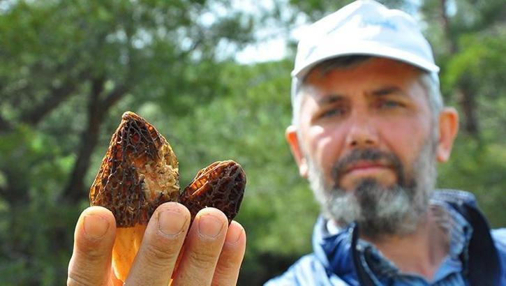 Kilosu 200 lirayı bulan 'kuzugöbeği' mantarı geçim kaynağı oldu