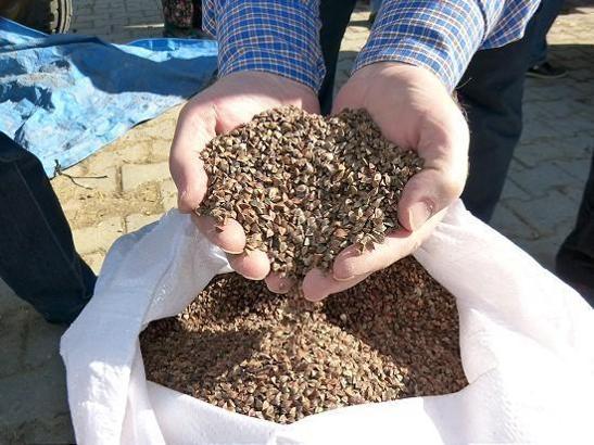 Kara Buğday Faydaları Ve Yararları: Kara Buğday Neye İyi Gelir?