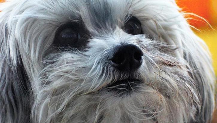 Köpeklerde havlama sorununa öneriler