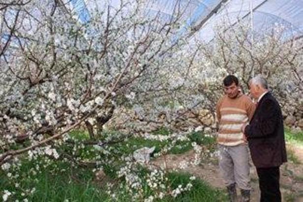 Erik ağaçları baharı müjdeledi
