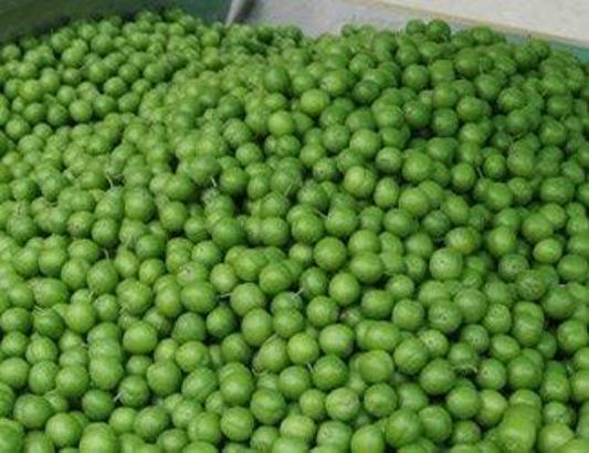 Can eriğinin kilo fiyatı 40 TL'ye düştü