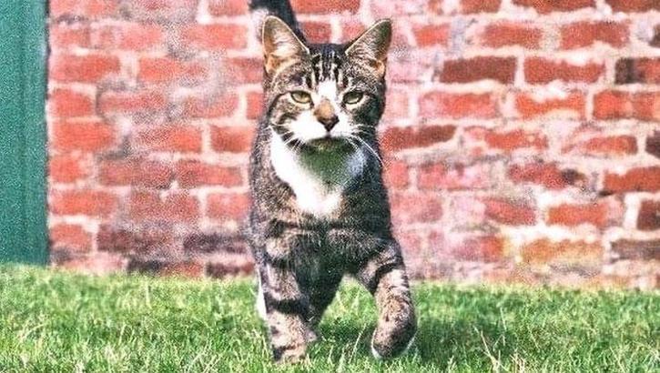 10 yıldır kayıp olan kedi evine geri döndü