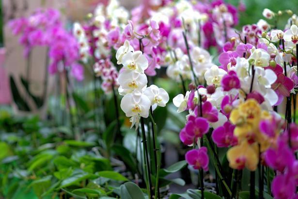 Orkide Çiçeği bakımı ve sulaması nasıl yapılır? Özellikleri nelerdir? Orkide  Çiçeği hikayesi nedir? - Pratik Bilgiler