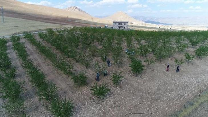 Elazığ’da badem hasadı başladı