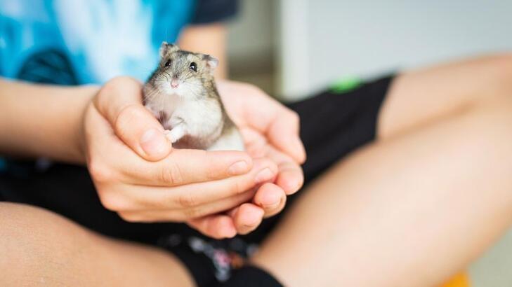 Hamsterlardan insanlara Kovid-19 virüsü bulaştı