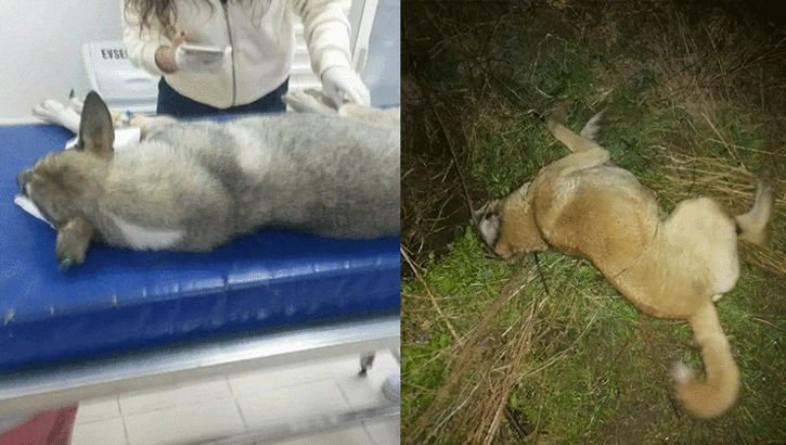 Bursa'da yürek yakan olay! 30 köpek zehirlendi...