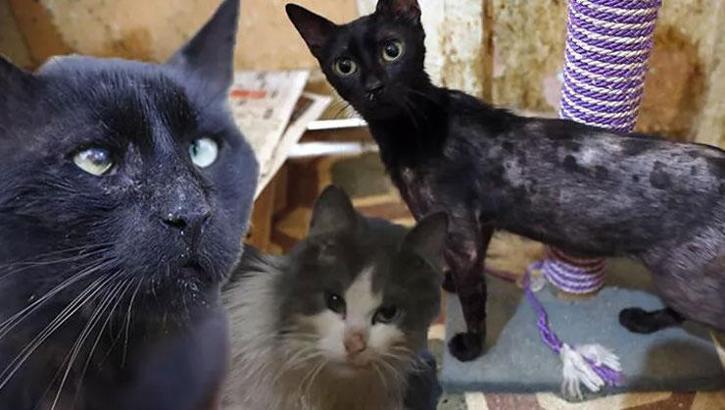 Büyükada'da salgın iddiası! 700 kedi öldü