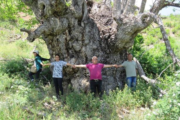 Gövde çapı tam 9 metre 22 santimetre! Türkiye'de bir ilk