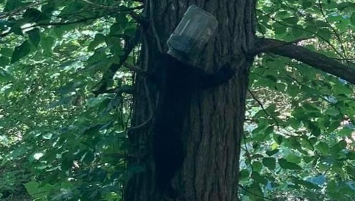 Bir haftadır kafasında plastik bidonla yaşayan ayı kurtarıldı