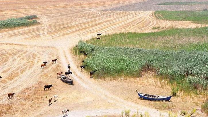 Kuş cennetine çökme yarışı! Göl kurudu, arazi savaşları başladı
