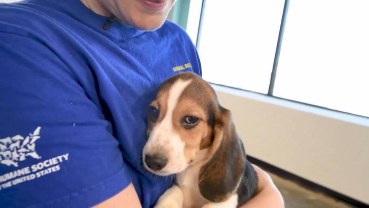 ABD’de 4 bin Beagle cinsi köpek kobay olmaktan kurtuldu