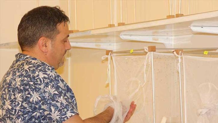 Ölümcül kategorideki hastalıkları bulaştırabiliyorlar! 'Aedes' tehlikesi yayılıyor