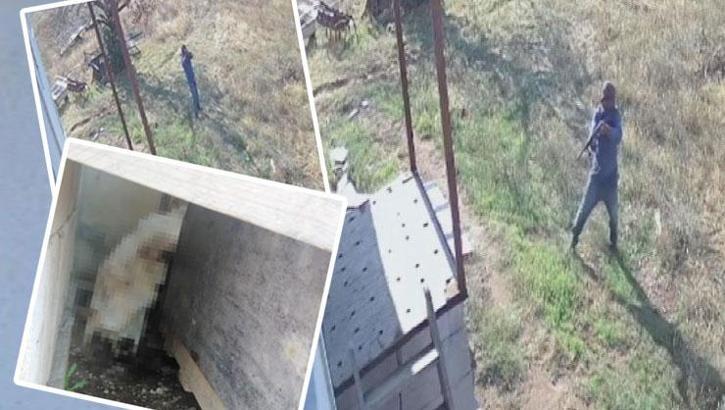Çiftlikte dehşet! 2 köpeği tüfekle katledip 2'sini zehirlediler