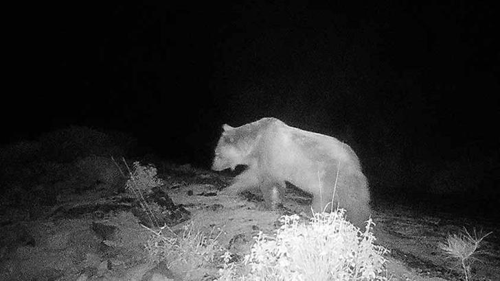 Köyceğiz’de ilk defa bozayı görüldü