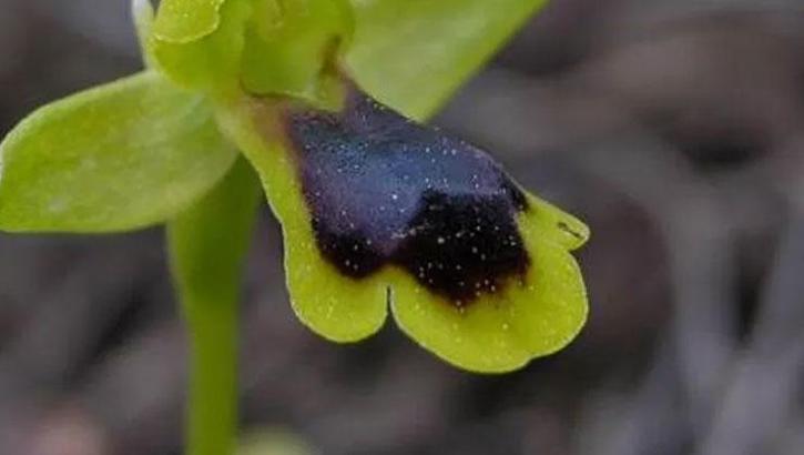 Dünyada sadece bu ilçemizde bulunuyor! 10 yıl sonra yeniden ortaya çıktı