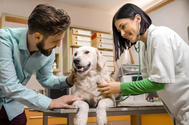 Pet hayvanlarında kimliklendirme için son tarih!