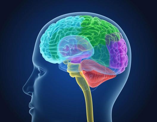 Frontal nedir, Türkçesi ne demek? Frontal lob nerededir?