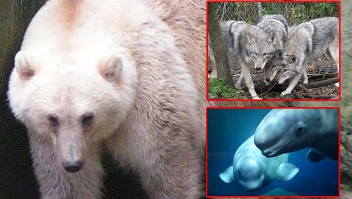 İklim krizi melez ırklar yarattı