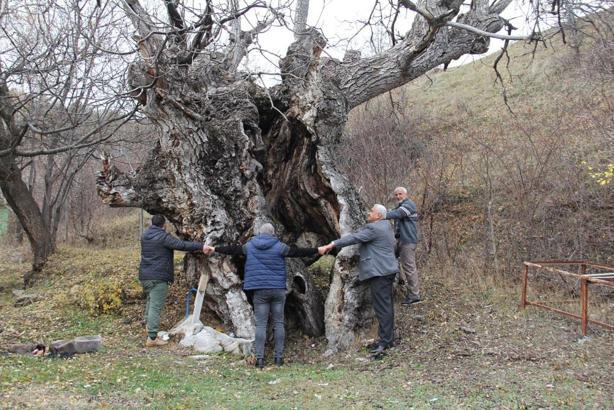 Asırlık ceviz ağaçları zamana meydan okuyor