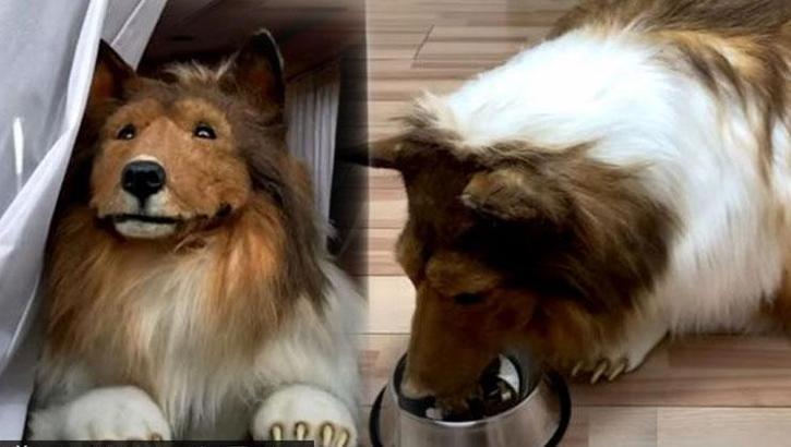 260 bin lirasını köpeğe benzemek için harcayan YouTuber nedenini açıkladı