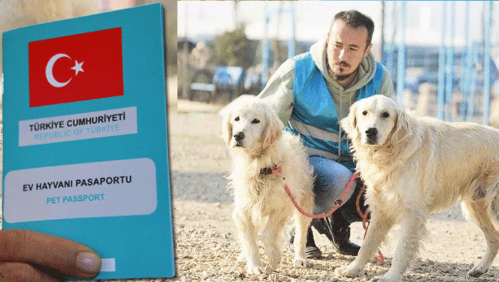 Çip uygulamasında korkulan oluyor! Hayvanlarını sokağa bırakma başladılar