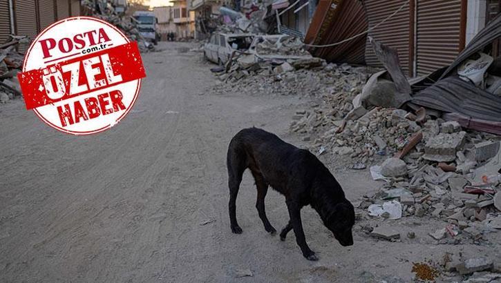 Felaketin sessiz kurbanları... Depreme karşı köpeklerimizi nasıl eğitebiliriz?