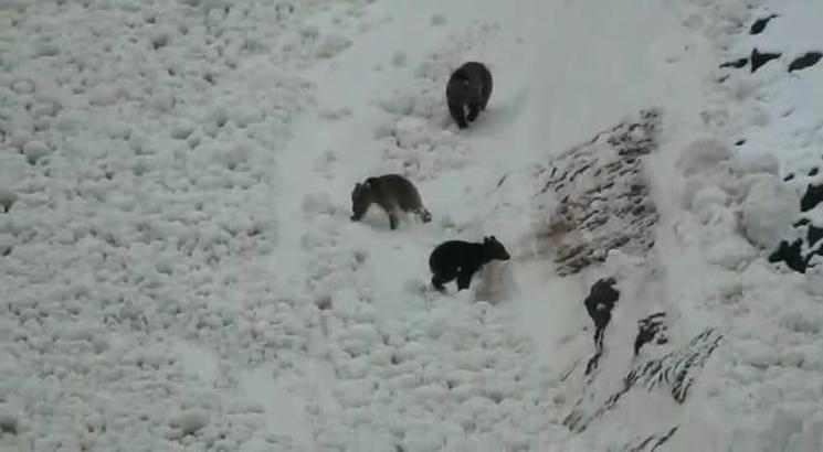 Boz ayı ailesi karın keyfini böyle çıkardı