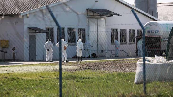 Polonya'da kuş gribi alarmı: 37 bin ördek itlaf edilecek