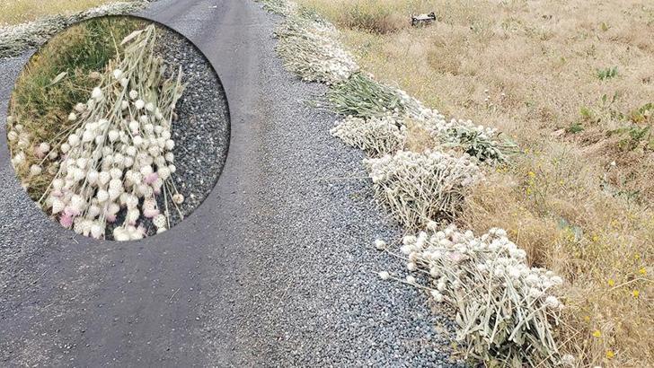 İzinsiz pamuk dikeni topladı, cezası çok ağır oldu! 244 bin lira...