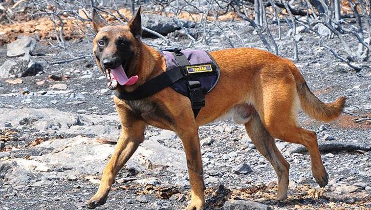 Yangında kilit noktayı 'Tarzan' çözecek