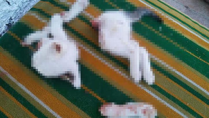 2 yavru kediyi keserek öldüren şüpheli kan dondurdu: İşi profesyonelce halletim