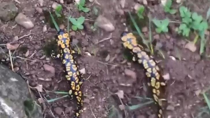 Batman'da Anadolu semenderi görüldü
