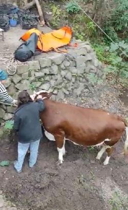 Uçuruma düşen ineği, itfaiye ekibi kurtardı