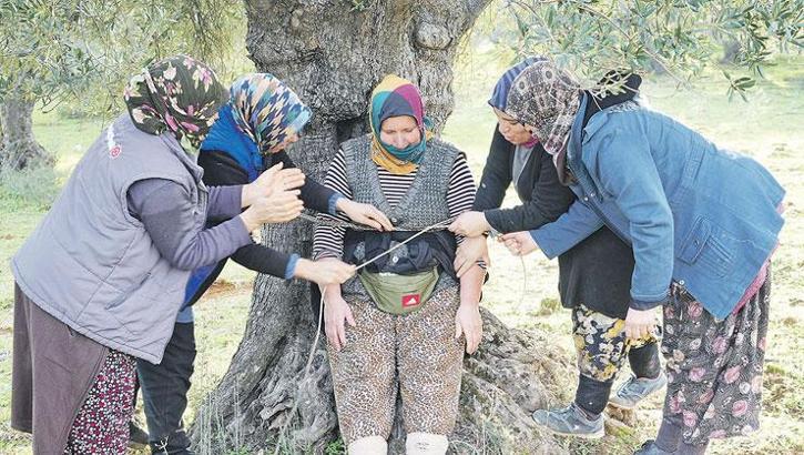 Zeytinler yüz yıllık gelenekle toplandı
