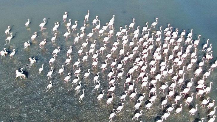 Flamingolar artık kışın da Van Gölü havzasında kalıyor