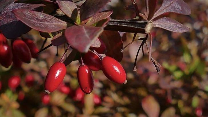 'Kızılcık tüketimi vücut yağ oranını azaltıyor'