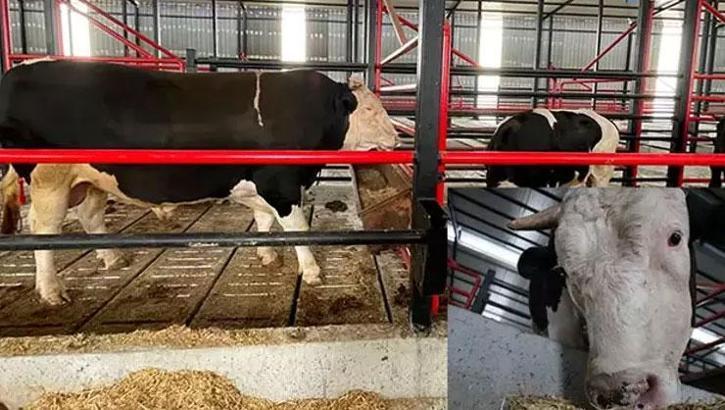 Fiyatı arabalarla yarışan ‘Paşa’ satışa çıktı! 'Kantara sığmıyor'